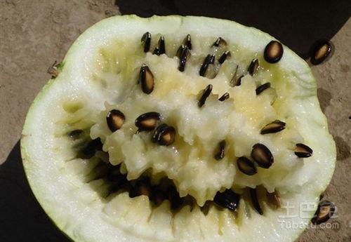 孕妇吃打籽瓜,打籽瓜助力母婴健康