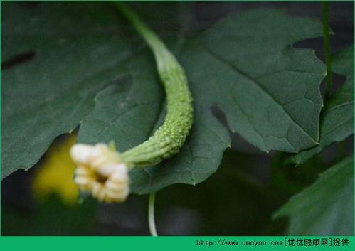 人流之后吃哈密瓜,哈密瓜的养生之道