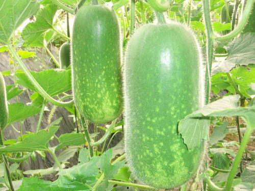 用什么产品可以吃瓜