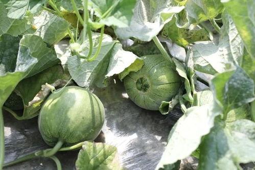 吃小瓜的季节,吃小瓜的季节盛宴