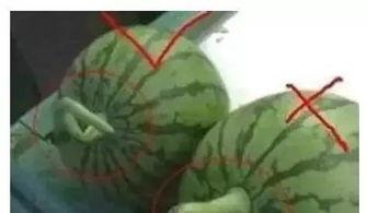 吃瓜会员是什么,网络社交新潮流背后的秘密