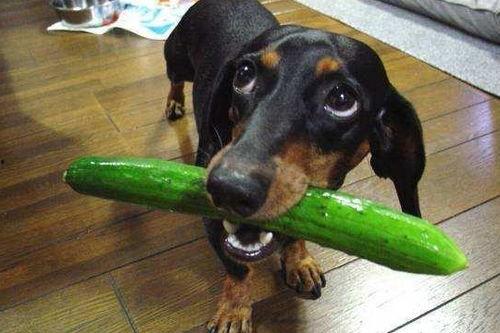 国外吃瓜狗狗,揭秘国外“吃瓜狗狗”的趣味生活