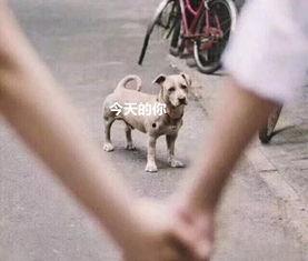 舔狗吃瓜群众,揭秘网络社交中的心理现象