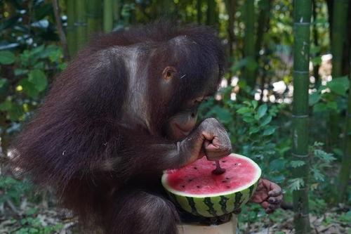 带你吃瓜野生兽,野生兽界的“吃瓜”风云