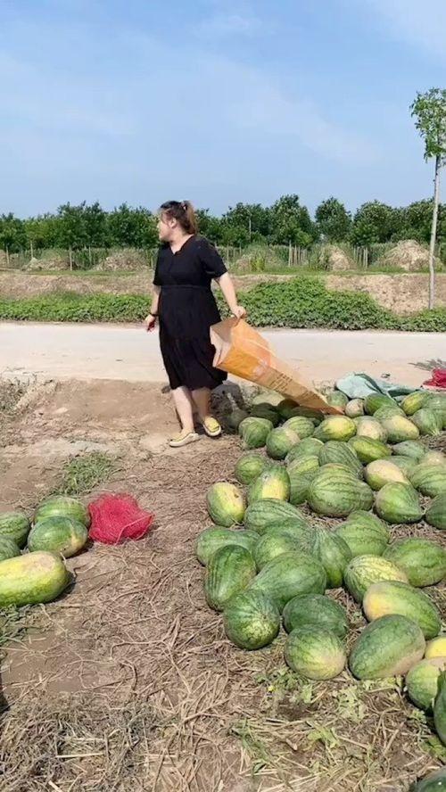 农村人吃瓜图,欢声笑语中的田园风情