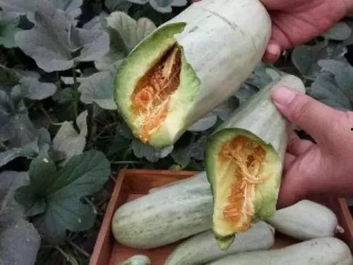 吃小白瓜削皮吗,小白瓜食用前的削皮技巧揭秘