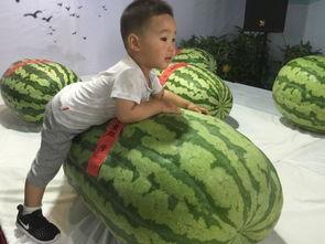 禹州吃瓜群众事件,网络围观下的社会现象解析