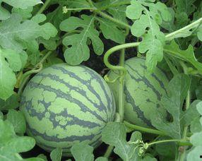 孕妇可以吃杨瓜,杨瓜助力母婴健康