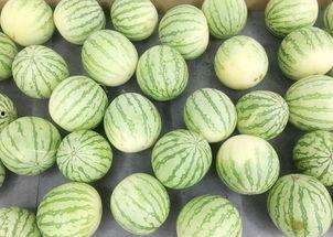 吃吗瓜,一场味蕾的奇幻之旅