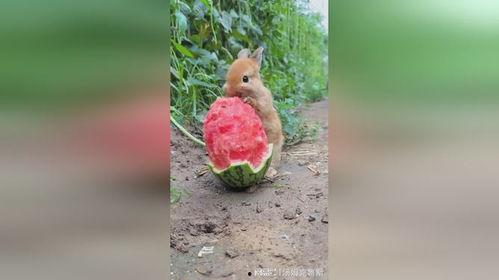 兔子吃蓝瓜吗怎么吃,兔子如何享用这一美味佳肴