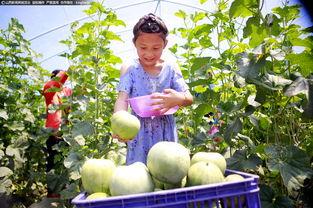 定州凤翔园吃瓜视频,揭秘瓜农生活与丰收喜悦