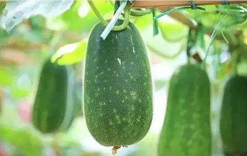 啥时候请我吃瓜