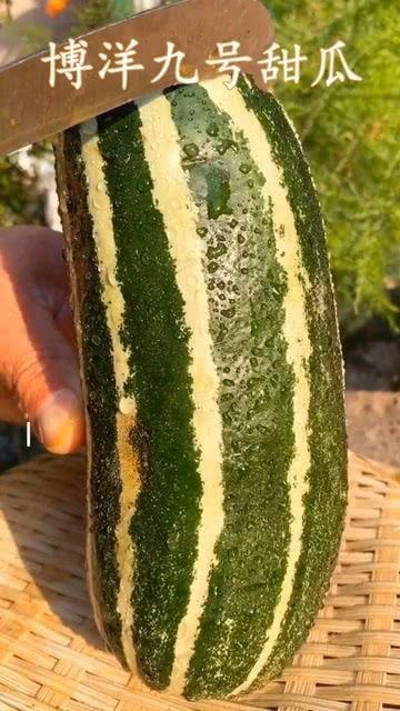 没什么瓜可以吃,揭秘日常琐事背后的趣味