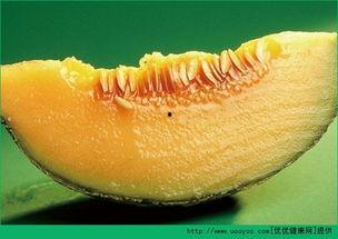 小产两天可以吃哈密瓜吗,产后两天适宜食用哈密瓜吗？