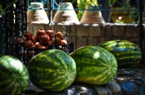 吃瓜群众果业,品味瓜果新风尚，探索农业新未来