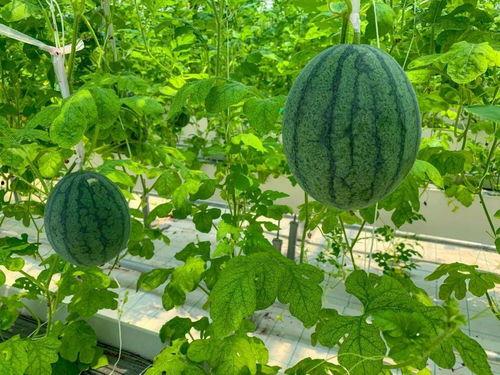 吃瓜游园,一场别开生面的夏日狂欢盛宴