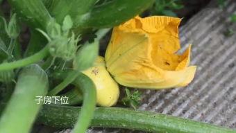 网上的吃瓜群能进吗,揭秘网络社交新现象