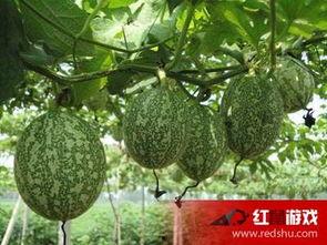 吊瓜怎么吃鸡吃,传统美食新演绎