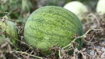 吃瓜青年图片大全,盘点那些搞笑又温馨的吃瓜瞬间