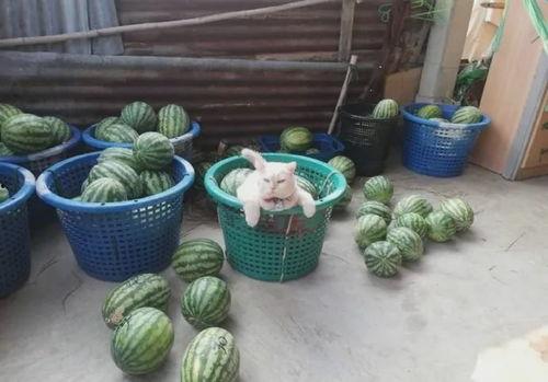 猫偷瓜怎么吃,猫偷瓜的趣味食法揭秘