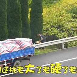 高速上奇葩吃瓜,那些让人哭笑不得的“吃瓜”瞬间