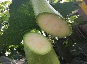 吃瓜头被砍,一场意外的悲剧