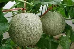 网纹瓜软肉吃,尽享夏日清新美味