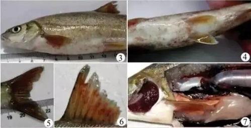 吃瓜的小锦鲤,揭秘娱乐圈幕后故事