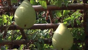 走廊吃瓜事件,揭秘校园里的惊人真相