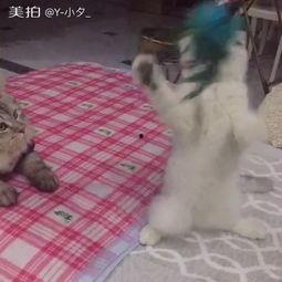 吃瓜群众常大爷