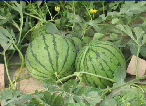 泉州医学吃瓜事件,真相揭秘与网络舆论风暴