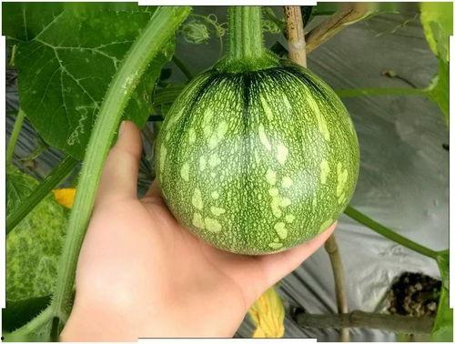 上海陈校花吃瓜,一场美食与话题的碰撞