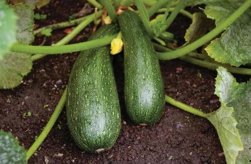 秋天吃瓜优点,养生又解暑——秋季吃瓜的五大优点