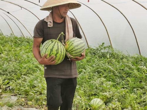 市民吃瓜活动,市民吃瓜活动盛大开启，共享欢乐时光